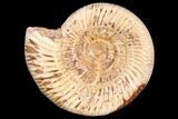 Jurassic Ammonite (Perisphinctes) - Madagascar #126070-1
